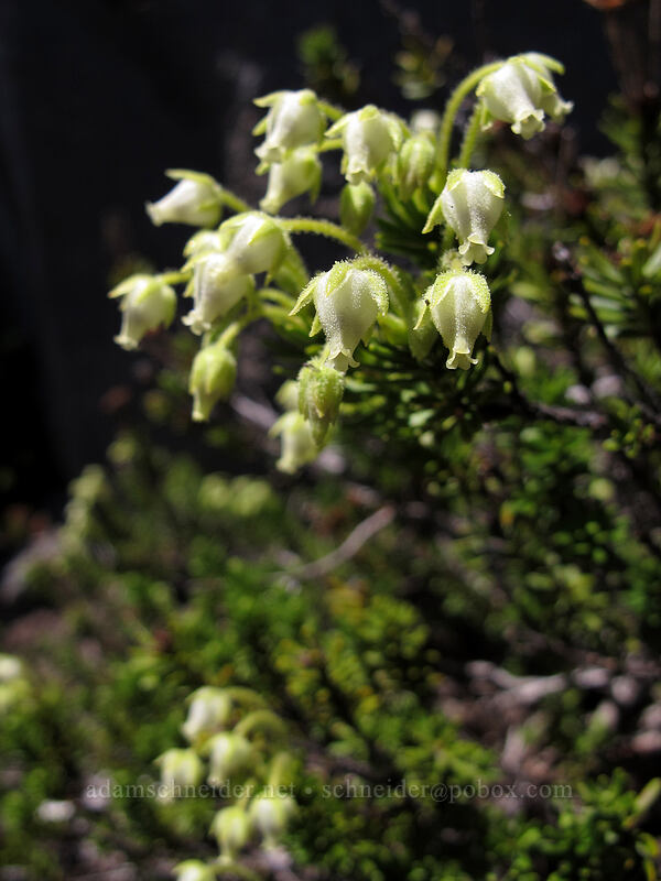 yellow mountain heather (Phyllodoce glanduliflora) [south ridge of Three-Fingered Jack, Mt. Jefferson Wilderness, Jefferson County, Oregon]