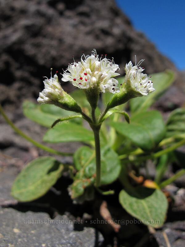alpine buckwheat (Eriogonum pyrolifolium) [south ridge of Three-Fingered Jack, Mt. Jefferson Wilderness, Jefferson County, Oregon]