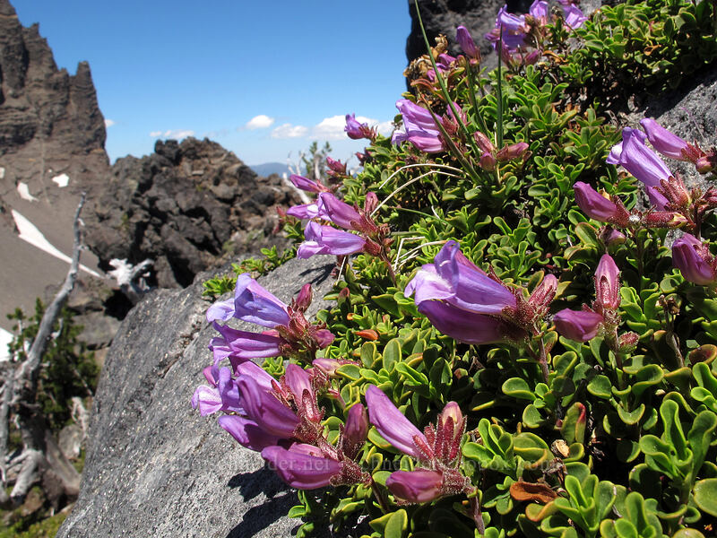 Davidson's penstemon (Penstemon davidsonii) [south ridge of Three-Fingered Jack, Mt. Jefferson Wilderness, Linn County, Oregon]