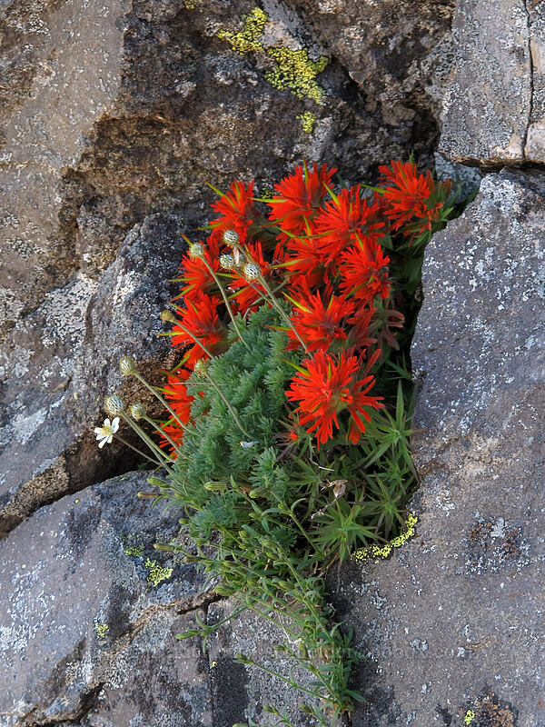 cliff paintbrush & Drummond's anemone (Castilleja rupicola, Anemone drummondii) [south ridge of Three-Fingered Jack, Mt. Jefferson Wilderness, Jefferson County, Oregon]