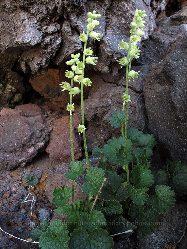 yellow coral-bells (fuzzy elmera) (Elmera racemosa) [south ridge of Three-Fingered Jack, Mt. Jefferson Wilderness, Jefferson County, Oregon]