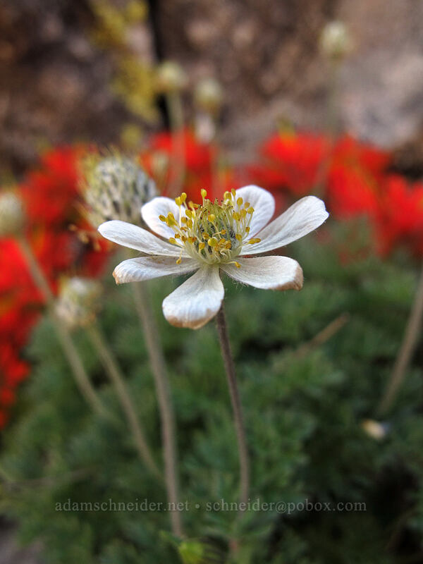 Drummond's anemone (Anemone drummondii) [south ridge of Three-Fingered Jack, Mt. Jefferson Wilderness, Linn County, Oregon]