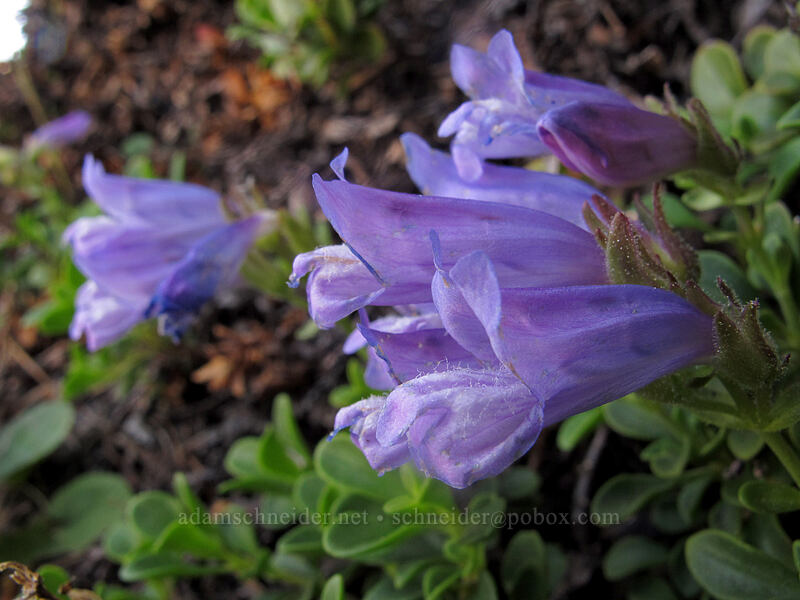 Davidson's penstemon (Penstemon davidsonii) [south ridge of Three-Fingered Jack, Mt. Jefferson Wilderness, Linn County, Oregon]