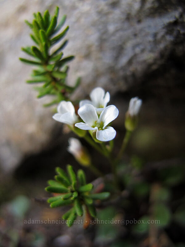 alpine bitter-cress (and heather leaves) (Cardamine bellidifolia ssp. bellidifolia (Cardamine bellidifolia var. pachyphylla), Phyllodoce sp.) [south ridge of Three-Fingered Jack, Mt. Jefferson Wilderness, Linn County, Oregon]