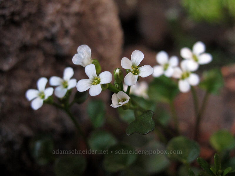 alpine bitter-cress (Cardamine bellidifolia) [south ridge of Three-Fingered Jack, Mt. Jefferson Wilderness, Linn County, Oregon]