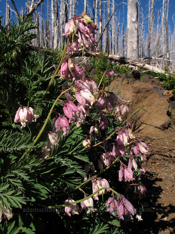 bleeding hearts (Dicentra formosa) [Pacific Crest Trail, Mt. Jefferson Wilderness, Linn County, Oregon]