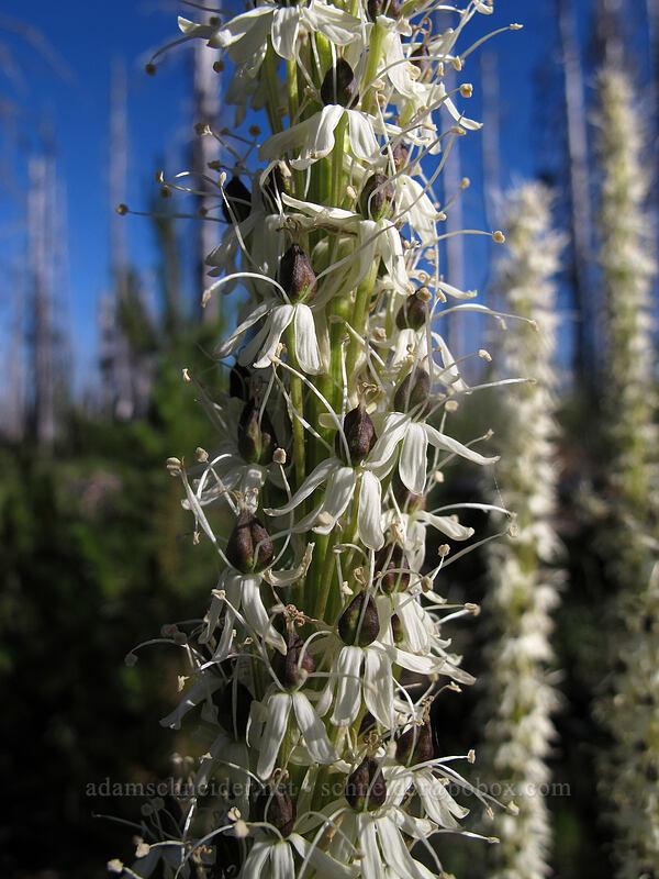 beargrass, going to seed (Xerophyllum tenax) [Pacific Crest Trail, Mt. Jefferson Wilderness, Linn County, Oregon]
