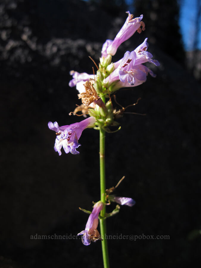 glaucous penstemon (Penstemon euglaucus) [Tam McArthur Trail, Deschutes National Forest, Deschutes County, Oregon]