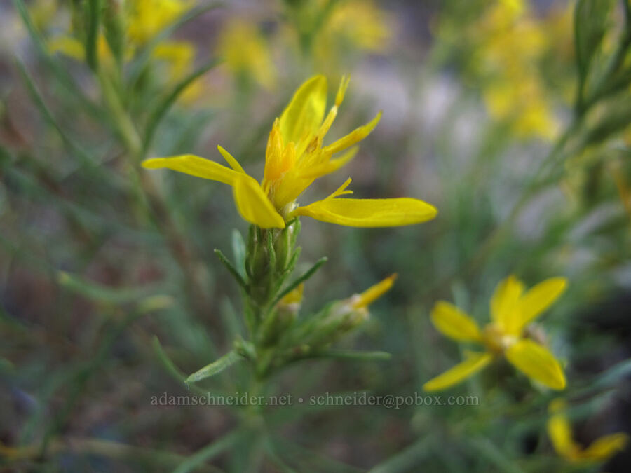 Bloomer's goldenweed (Ericameria bloomeri (Haplopappus bloomeri)) [Tam McArthur Trail, Deschutes National Forest, Deschutes County, Oregon]