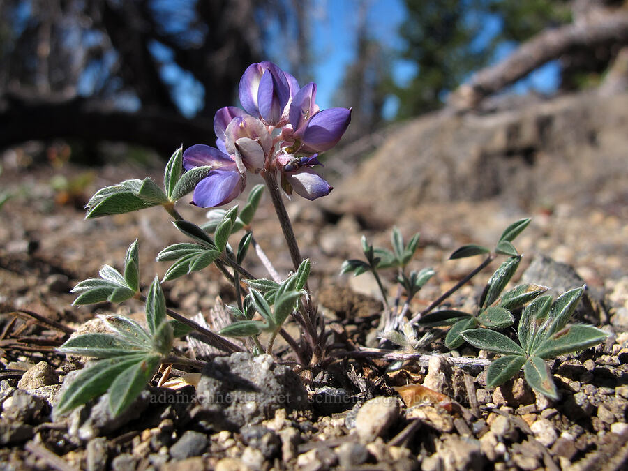 dwarf lupine (Lupinus lepidus var. lobbii) [Tam McArthur Rim, Three Sisters Wilderness, Deschutes County, Oregon]