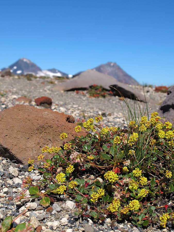 marum-leaf buckwheat (Eriogonum marifolium) [Tam McArthur Rim, Three Sisters Wilderness, Deschutes County, Oregon]