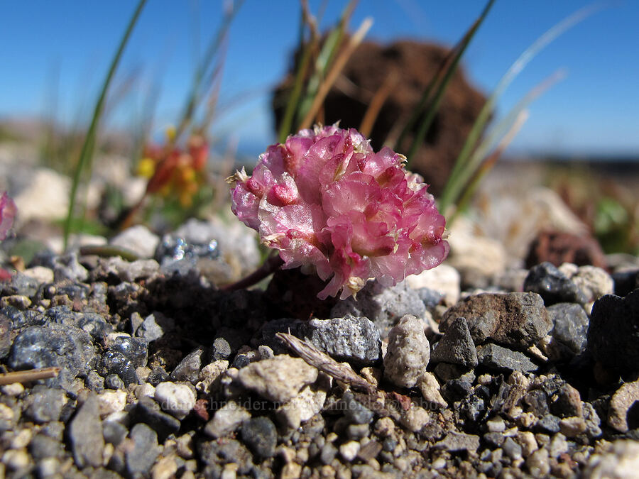 Mount Hood pussypaws (Calyptridium umbellatum (Cistanthe umbellata)) [Tam McArthur Rim, Three Sisters Wilderness, Deschutes County, Oregon]