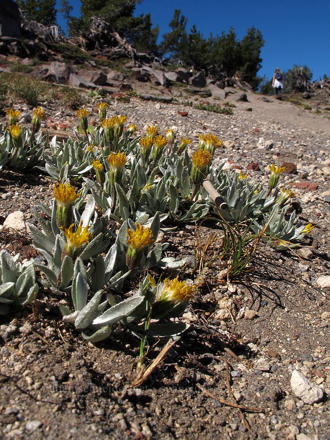 silvery raillardella (Raillardella argentea) [Tam McArthur Rim, Three Sisters Wilderness, Deschutes County, Oregon]