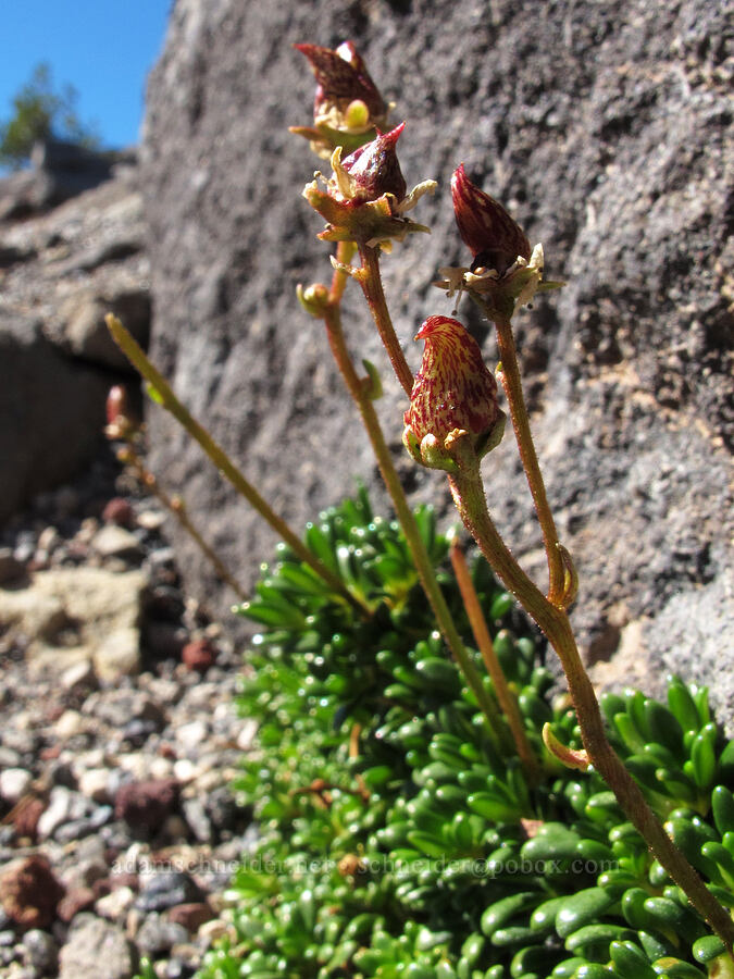Tolmie's saxifrage, going to seed (Micranthes tolmiei (Saxifraga tolmiei)) [Tam McArthur Rim, Three Sisters Wilderness, Deschutes County, Oregon]