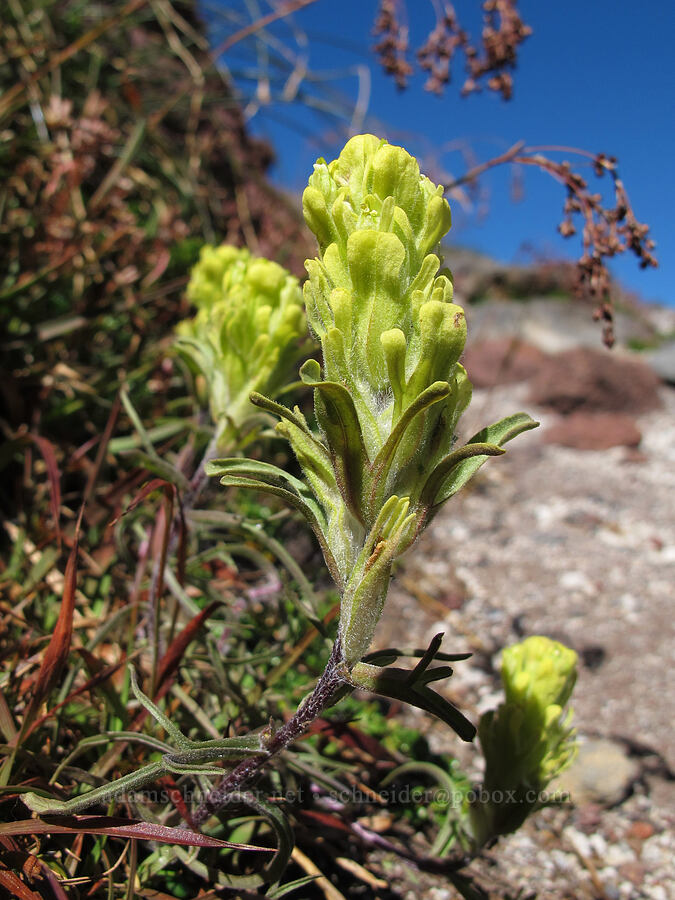 cobwebby paintbrush (Castilleja arachnoidea) [Tam McArthur Rim, Three Sisters Wilderness, Deschutes County, Oregon]