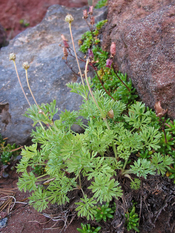 Drummond's anemone, going to seed (Anemone drummondii) [Tam McArthur Rim, Three Sisters Wilderness, Deschutes County, Oregon]