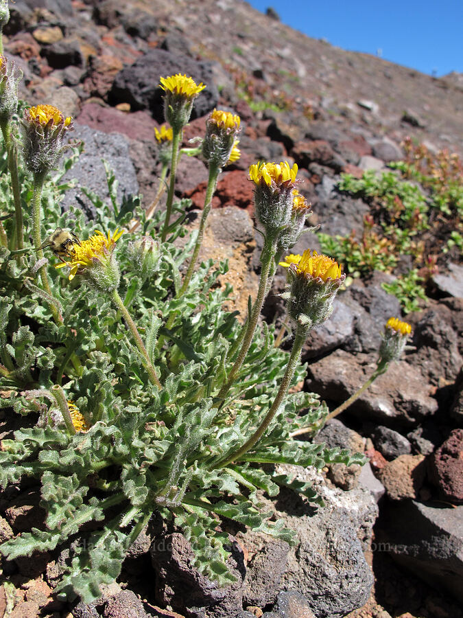 dwarf alpine-gold (Hulsea nana) [east side of Broken Top, Three Sisters Wilderness, Deschutes County, Oregon]