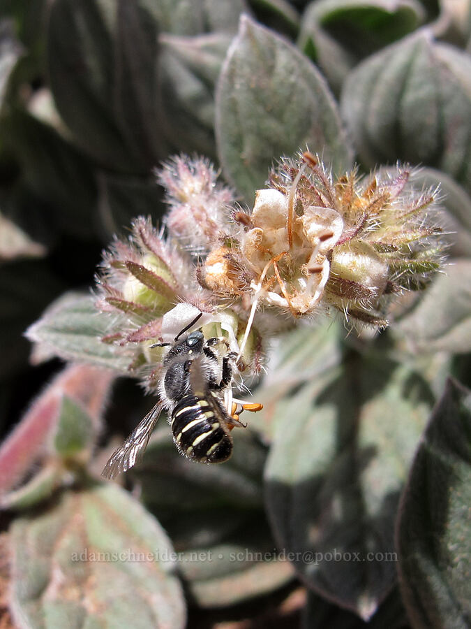 wool-carder bee on phacelia (Anthidium sp., Phacelia hastata var. compacta (Phacelia frigida)) [east side of Broken Top, Three Sisters Wilderness, Deschutes County, Oregon]