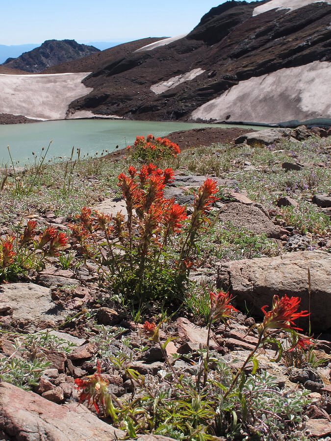 wavy-leaf paintbrush (Castilleja applegatei var. applegatei) [east side of Broken Top, Three Sisters Wilderness, Deschutes County, Oregon]