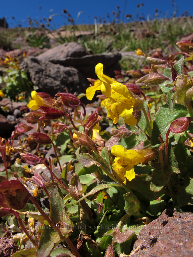 Tiling's monkeyflower (Erythranthe tilingii (Mimulus tilingii)) [east side of Broken Top, Three Sisters Wilderness, Deschutes County, Oregon]