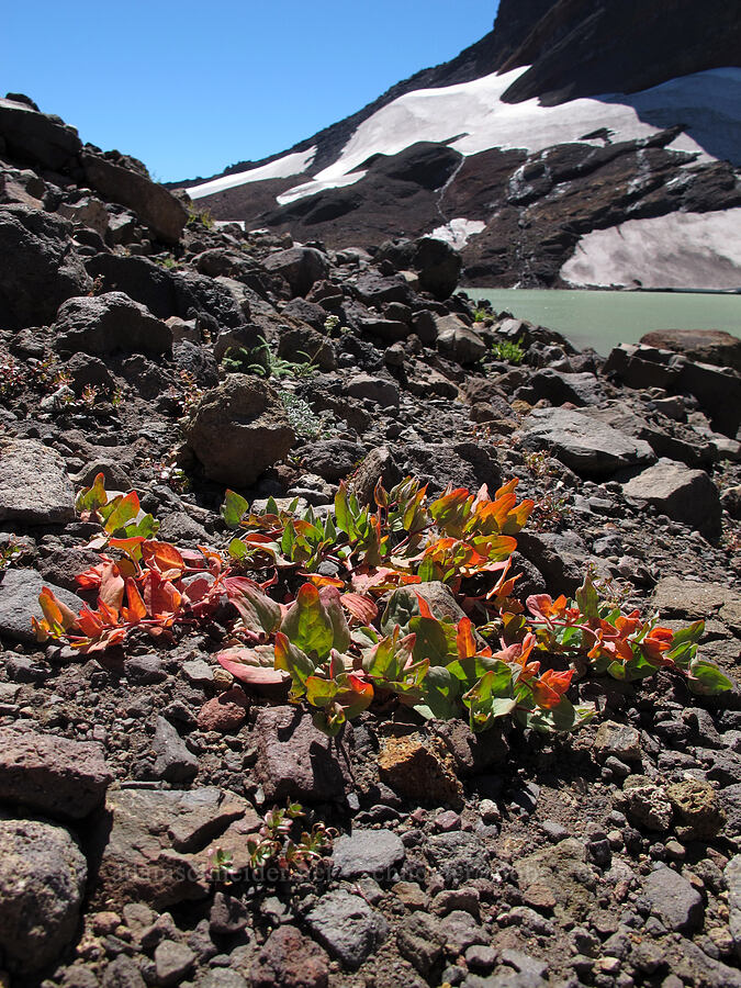 Newberry's knotweed (Aconogonon davisiae (Koenigia davisiae) (Polygonum newberryi)) [east side of Broken Top, Three Sisters Wilderness, Deschutes County, Oregon]