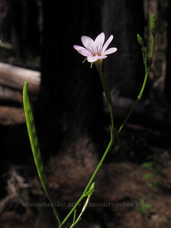 tall willow-herb (Epilobium brachycarpum) [Elk Cove Trail, Mt. Hood National Forest, Hood River County, Oregon]