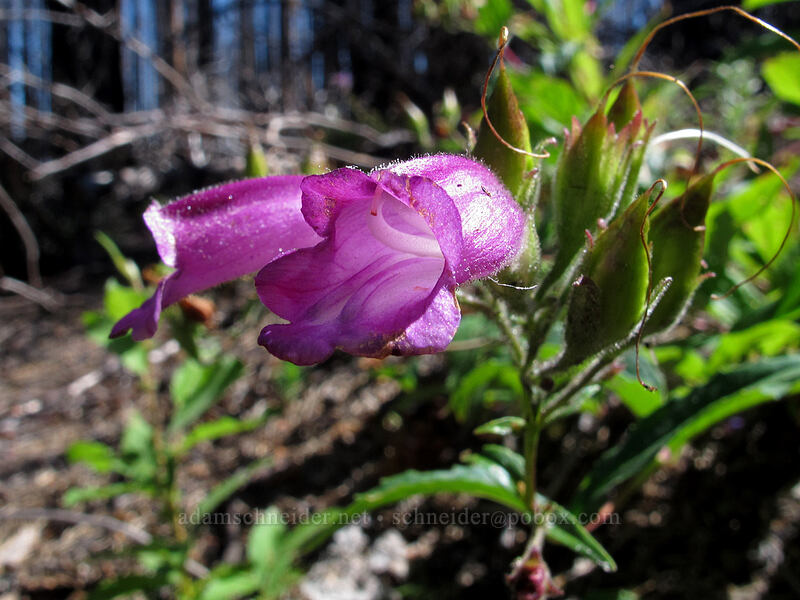 woodland beard-tongue (Nothochelone nemorosa) [Elk Cove Trail, Mt. Hood National Forest, Hood River County, Oregon]