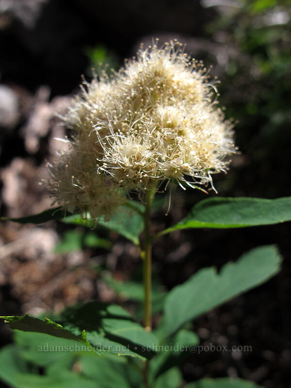 white spirea (Spiraea lucida (Spiraea betulifolia var. lucida)) [Elk Cove Trail, Mt. Hood National Forest, Hood River County, Oregon]