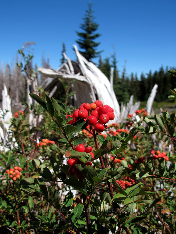 Sitka mountain-ash berries (Sorbus sitchensis) [Timberline Trail, Mt. Hood Wilderness, Hood River County, Oregon]