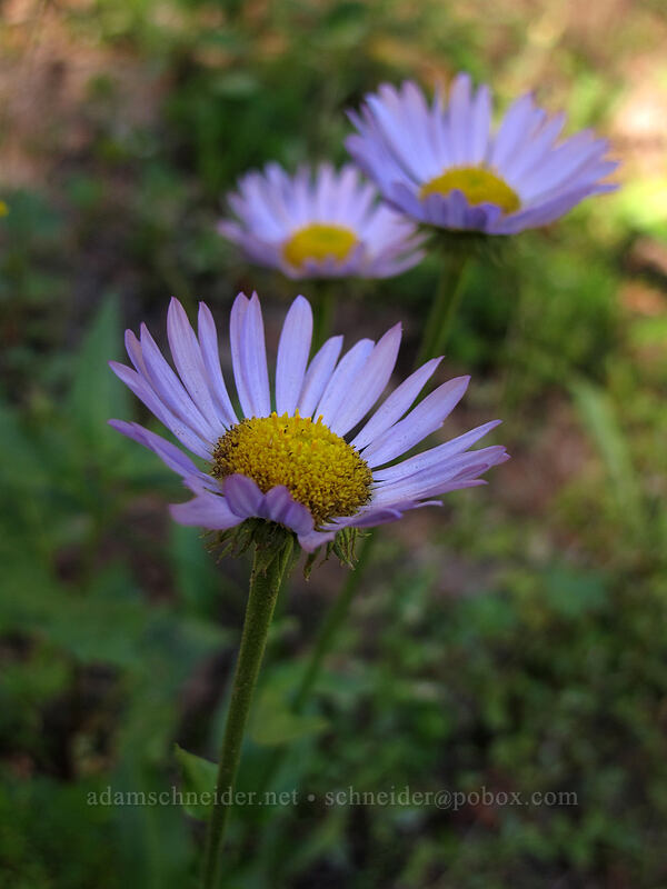 Cascade asters (Doellingeria ledophylla (Eucephalus ledophyllus) (Aster ledophyllus)) [Timberline Trail, Mt. Hood Wilderness, Hood River County, Oregon]