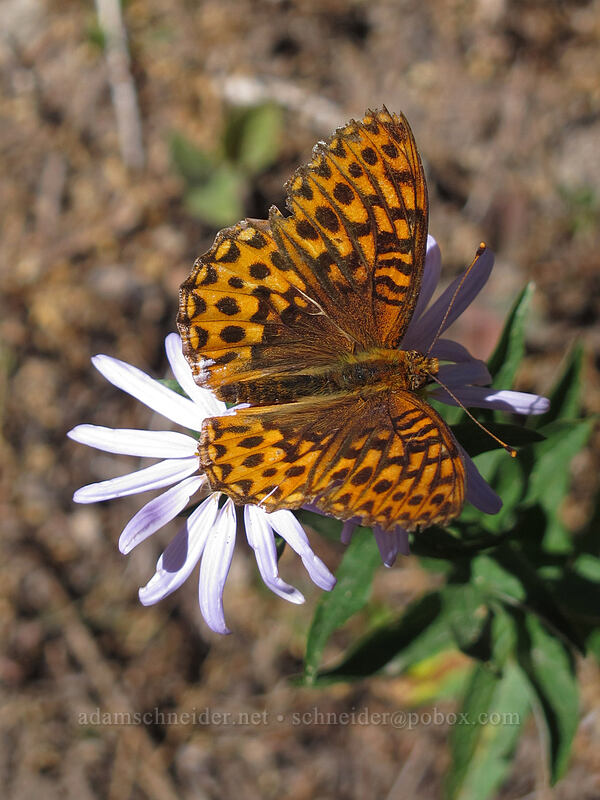 hydaspe fritillary butterfly on a Cascade aster (Speyeria hydaspe, Doellingeria ledophylla (Eucephalus ledophyllus) (Aster ledophyllus)) [Timberline Trail, Mt. Hood Wilderness, Hood River County, Oregon]