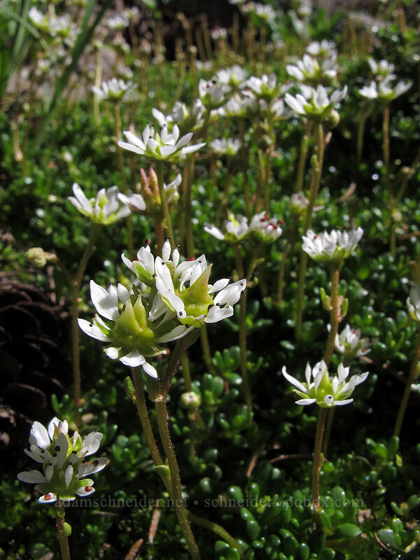 Tolmie's saxifrage (Micranthes tolmiei (Saxifraga tolmiei)) [Elk Cove, Mt. Hood Wilderness, Hood River County, Oregon]
