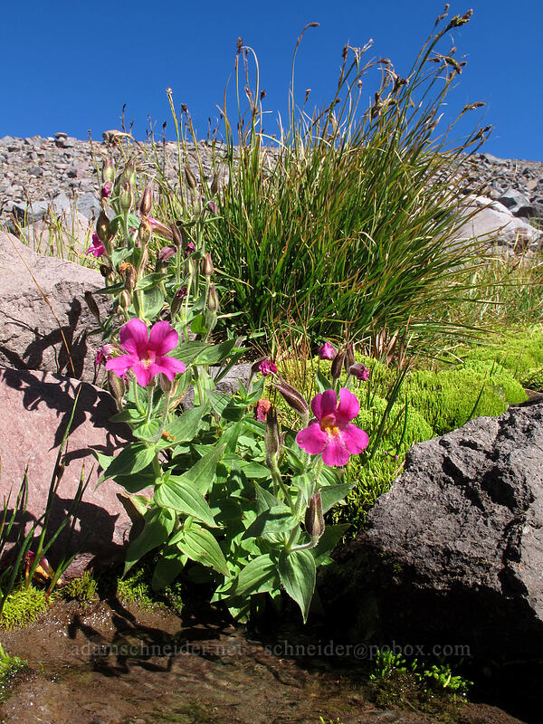 Lewis's monkeyflower (Erythranthe lewisii (Mimulus lewisii)) [Elk Cove, Mt. Hood Wilderness, Hood River County, Oregon]
