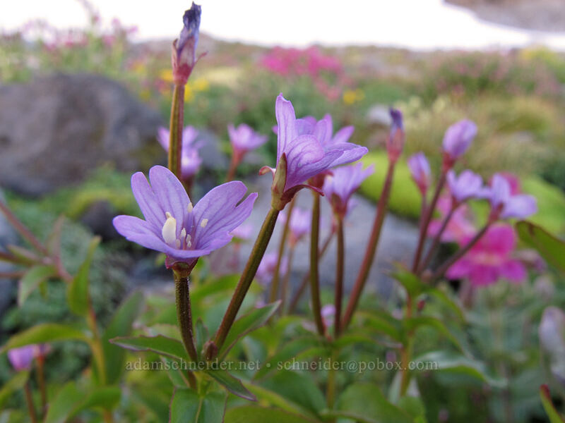 alpine willow-herb (Epilobium anagallidifolium (Epilobium alpinum)) [Elk Cove, Mt. Hood Wilderness, Hood River County, Oregon]