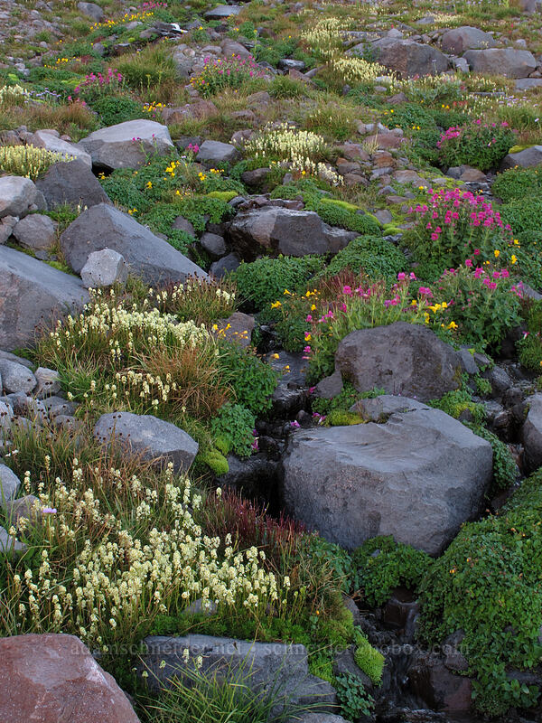 wildflowers [Elk Cove, Mt. Hood Wilderness, Hood River County, Oregon]