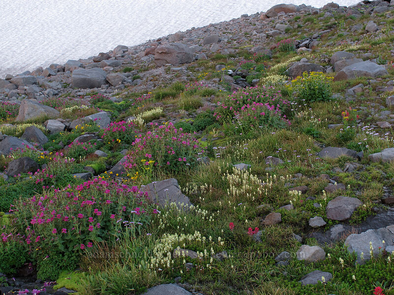 wildflowers (Erythranthe lewisii (Mimulus lewisii), Luetkea pectinata, Senecio triangularis, Castilleja parviflora var. oreopola) [Elk Cove, Mt. Hood Wilderness, Hood River County, Oregon]