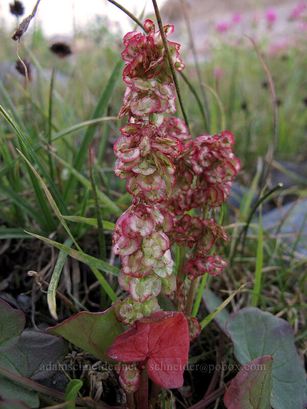 mountain sorrel (Oxyria digyna) [Elk Cove, Mt. Hood Wilderness, Hood River County, Oregon]