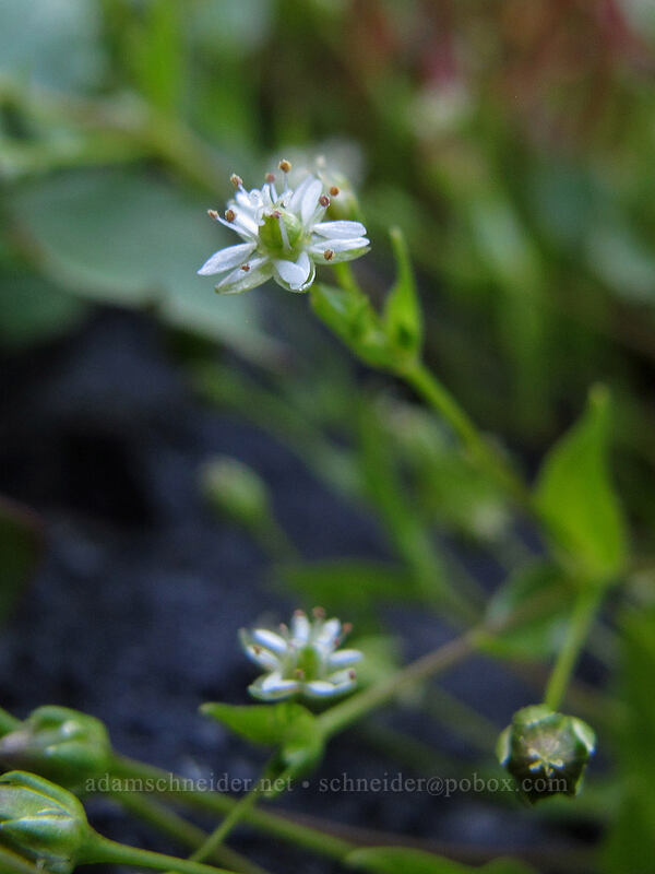 northern starwort (Stellaria borealis) [Elk Cove, Mt. Hood Wilderness, Hood River County, Oregon]