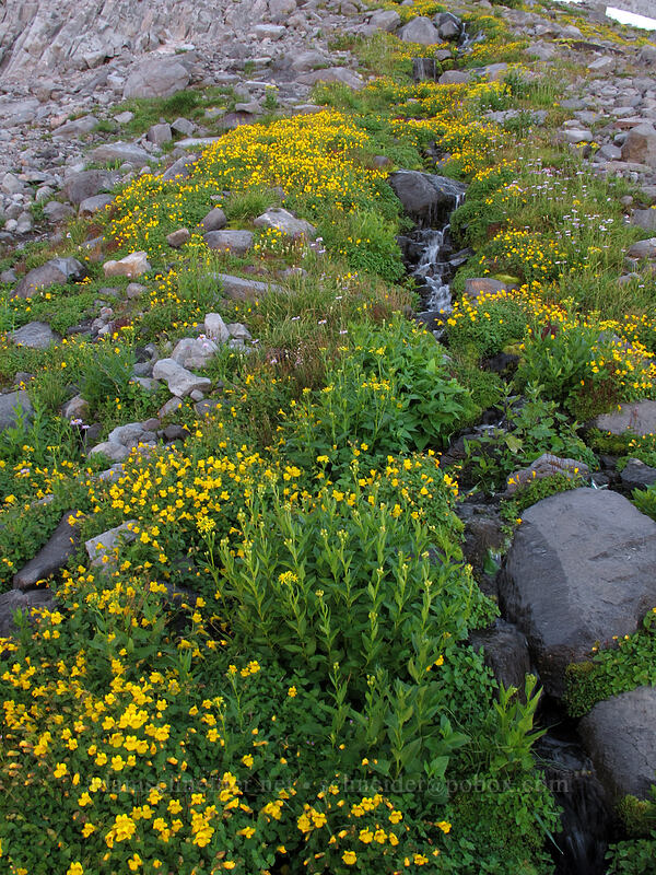 monkeyflower & arrow-leaf groundsel (Erythranthe tilingii (Mimulus tilingii), Senecio triangularis) [Elk Cove, Mt. Hood Wilderness, Hood River County, Oregon]