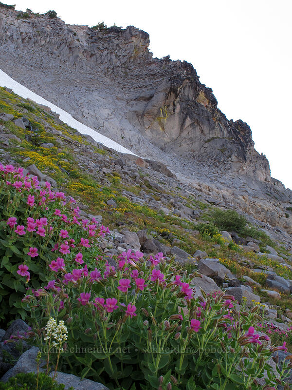 monkeyflower (Erythranthe lewisii (Mimulus lewisii), Erythranthe sp. (Mimulus sp.)) [Elk Cove, Mt. Hood Wilderness, Hood River County, Oregon]