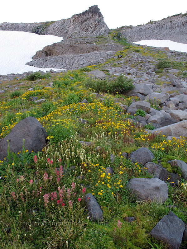 paintbrush, partridgefoot, & monkeyflower (Castilleja parviflora var. oreopola, Luetkea pectinata, Erythranthe tilingii (Mimulus tilingii)) [Elk Cove, Mt. Hood Wilderness, Hood River County, Oregon]