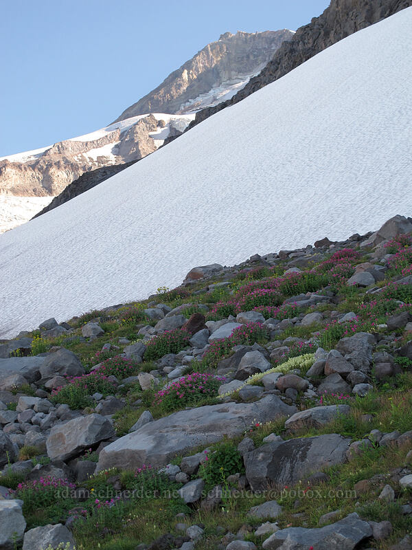 wildflower garden [Elk Cove, Mt. Hood Wilderness, Hood River County, Oregon]
