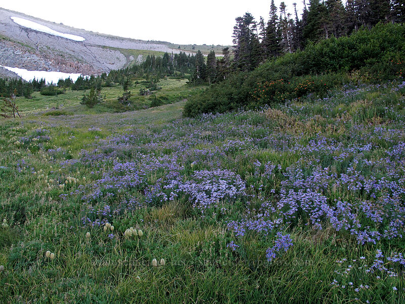 meadow full of Cascade asters (Doellingeria ledophylla (Eucephalus ledophyllus) (Aster ledophyllus)) [Elk Cove, Mt. Hood Wilderness, Hood River County, Oregon]