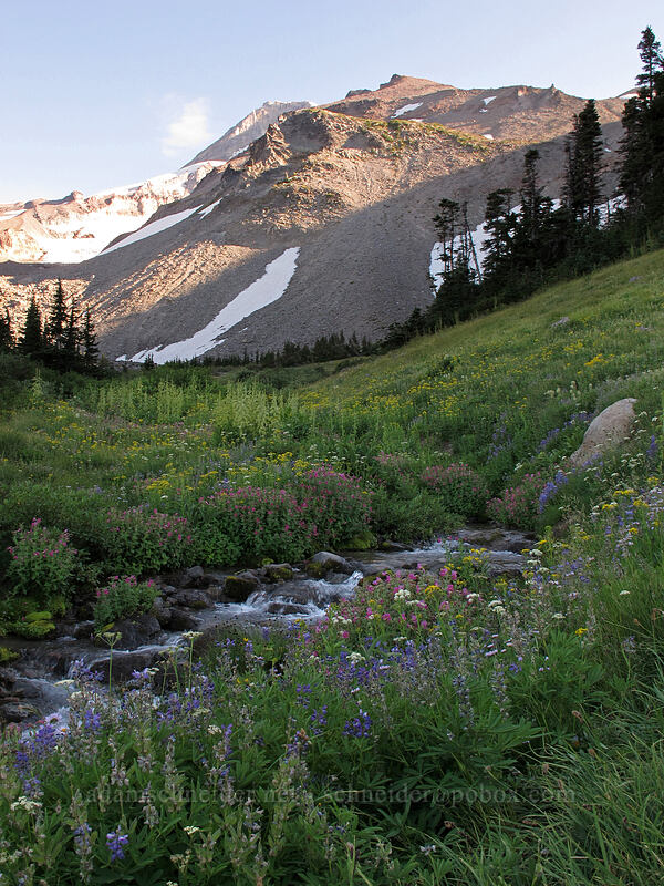 Barrett Spur & a stream [Elk Cove, Mt. Hood Wilderness, Hood River County, Oregon]