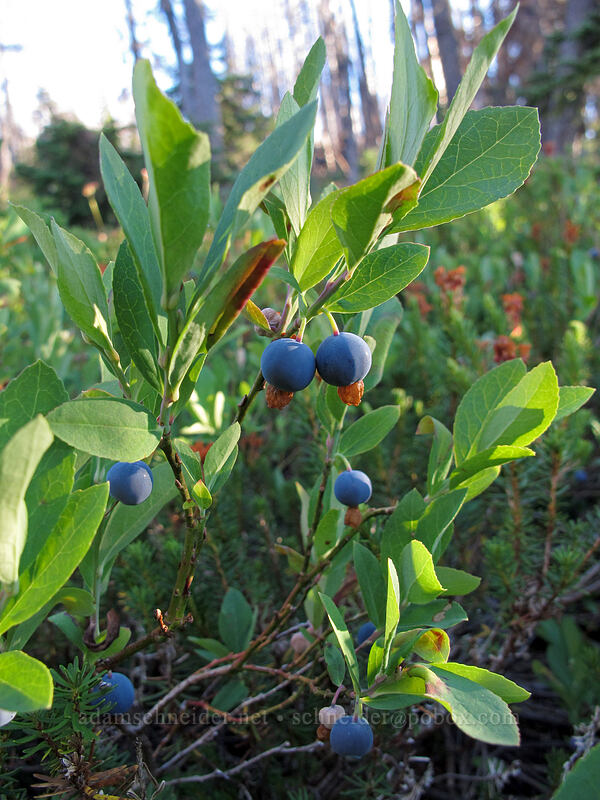 blueberries (Vaccinium deliciosum) [Pinnacle Ridge Trail, Mt. Hood Wilderness, Hood River County, Oregon]