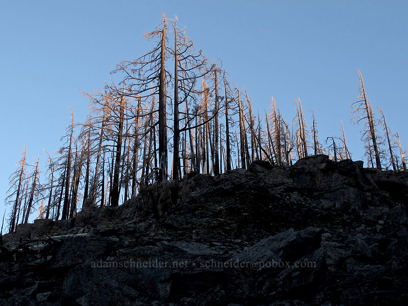 sunset on burnt snags [Pinnacle Ridge Trail, Mt. Hood Wilderness, Hood River County, Oregon]