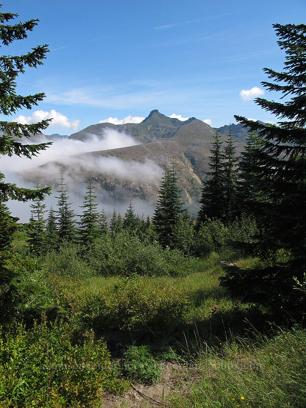 Coldwater Peak [Eruption Trail, Mt. St. Helens National Volcanic Monument, Skamania County, Washington]