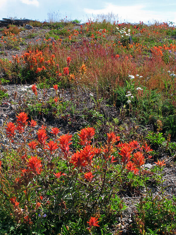 paintbrush (Castilleja miniata) [Eruption Trail, Mt. St. Helens National Volcanic Monument, Skamania County, Washington]