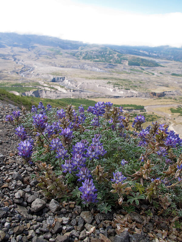 dwarf lupine (Lupinus lepidus var. lobbii) [Boundary Trail, Mt. St. Helens National Volcanic Monument, Skamania County, Washington]