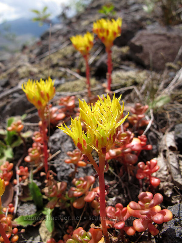 Oregon stonecrop (Sedum oreganum) [Boundary Trail, Mt. St. Helens National Volcanic Monument, Skamania County, Washington]